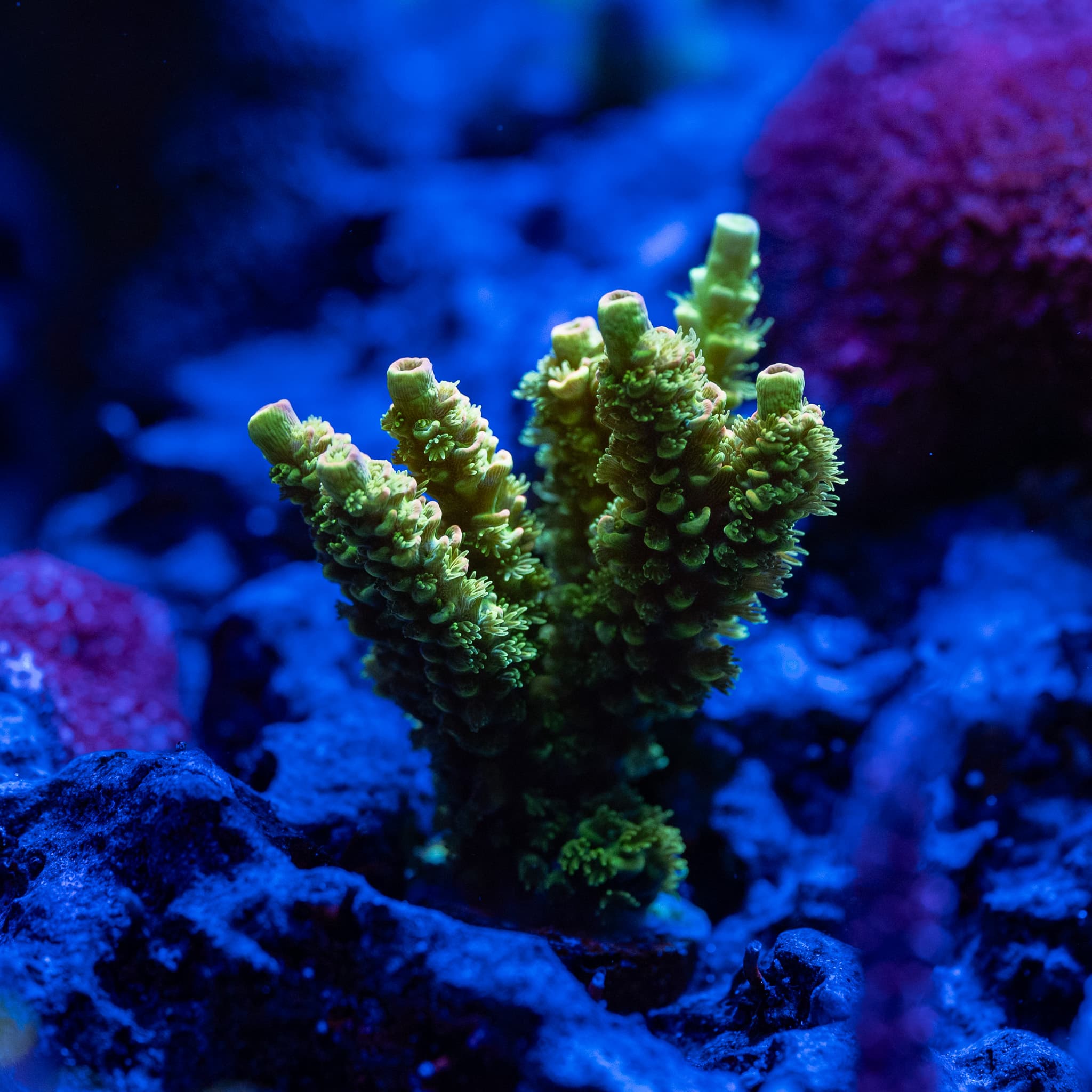 Acropora Tenuis