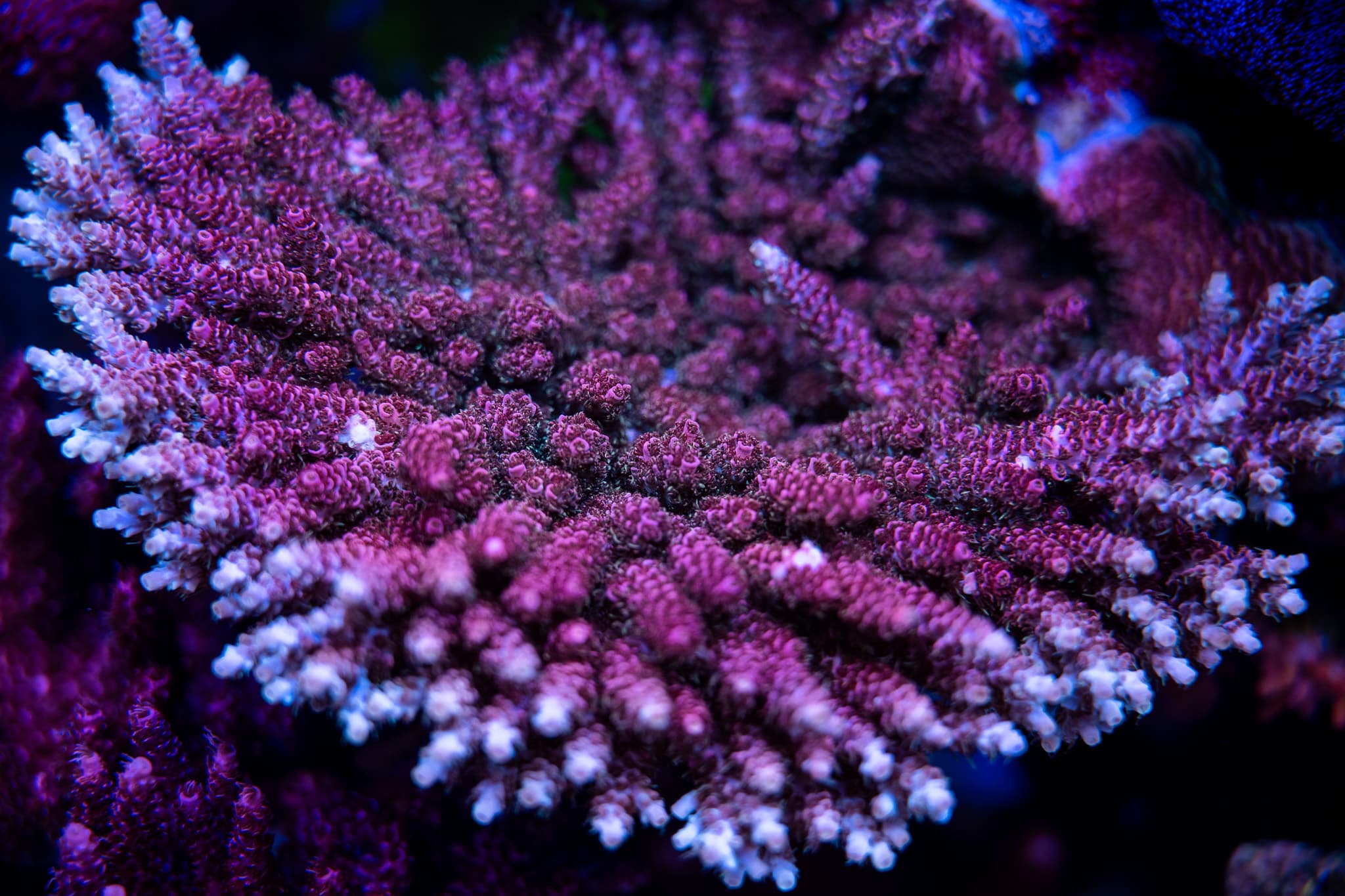 Acropora Pink Lady