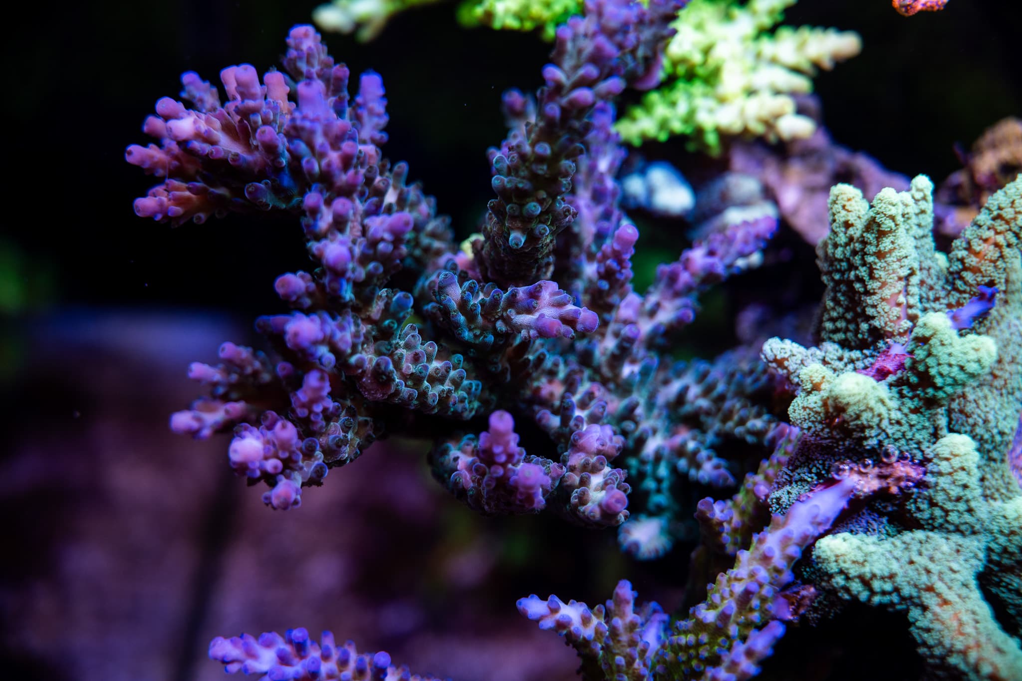 Acropora Myagi Tort